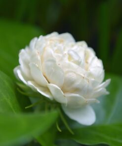 Duke of Tuscany Jasmine Plant – Double Blooms – 4″ Starter Plant Fragrant