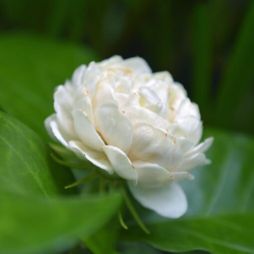 Duke of Tuscany Jasmine Plant – Double Blooms – 4″ Starter Plant Fragrant