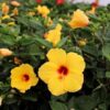 Fiesta Hibiscus Plant Live, 6-8 Inch Tall Tropical Hibiscus