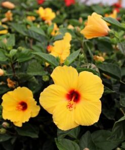Fiesta Hibiscus Plant Live, 6-8 Inch Tall Tropical Hibiscus