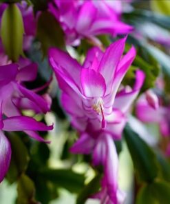 Purple Christmas Cactus Starter Plant Set – 3” Pot – Holiday Decor