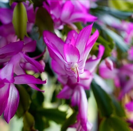 Purple Christmas Cactus Starter Plant Set – 3” Pot – Holiday Decor