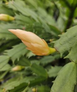 Yellow Christmas Cactus Set – 3” Starter Plants – Holiday