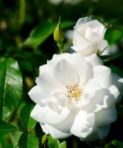 White Rose Bush Starter Plant Fragrant Climbing Rose Unpotted Well-Rooted