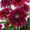 Dahlia Megaboom Raspberry Ice Starter Plant – 4-9″ Tall in 4″ Pot – Bright Blooms – Red Dahlia Live Plant – Ship No Pot
