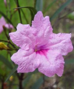 Pink Mexican Petunia Plant – Drought Tolerant Blooms – Garden Flower