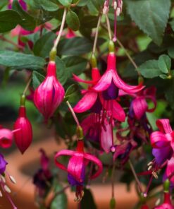 Purple Fuchsia Plant Live Fuchsia Flower Plant 5-7 Inch Blooming Beauty
