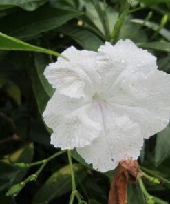 White Mexican Petunia Plant – Elegant Blooms Drought Tolerant