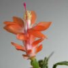 Orange Christmas Cactus Set of 2 Live Plants – Easy Grow Indoor/Outdoor Holiday Blooms