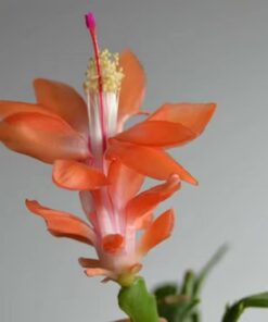 Orange Christmas Cactus Set of 2 Live Plants – Easy Grow Indoor/Outdoor Holiday Blooms