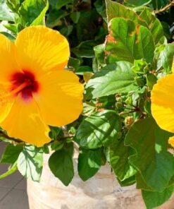 Fiesta Hibiscus Plant Live, 6-8 Inch Tall Tropical Hibiscus