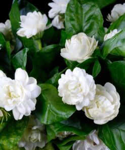 Duke of Tuscany Jasmine Plant – Double Blooms – 4″ Starter Plant Fragrant