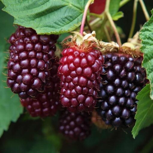 Boysenberry Plant Starter – Thornless Variety, High Yield, Ships No Pot