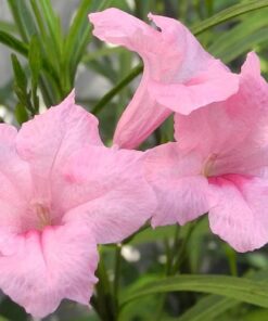 Pink Mexican Petunia Plant – Drought Tolerant Blooms – Garden Flower