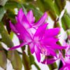Set 2 Purple Christmas Cactus 3” Pot – Starter Plant – No Pot Included