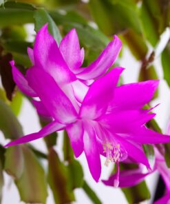 Purple Christmas Cactus Starter Plant Set – 3” Pot – Holiday Decor