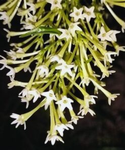 Night Blooming Jasmine Plant – 4-6 Inches Live Plant – No Pot