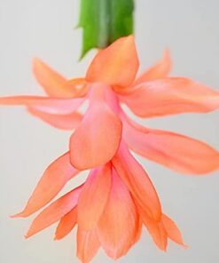 Orange Christmas Cactus Set of 2 Live Plants – Easy Grow Indoor/Outdoor Holiday Blooms