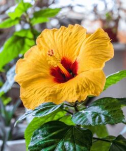 Fiesta Hibiscus Plant Live, 6-8 Inch Tall Tropical Hibiscus