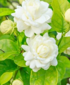 Duke of Tuscany Jasmine Plant – Double Blooms – 4″ Starter Plant Fragrant