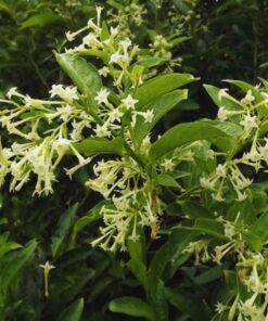 Night Blooming Jasmine Plant – 4-6 Inches Live Plant – No Pot