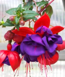 Purple Fuchsia Plant Live Fuchsia Flower Plant 5-7 Inch Blooming Beauty