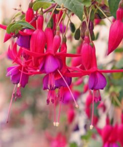 Purple Fuchsia Plant Live Fuchsia Flower Plant 5-7 Inch Blooming Beauty