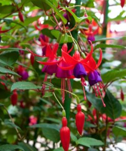 Purple Fuchsia Plant Live Fuchsia Flower Plant 5-7 Inch Blooming Beauty