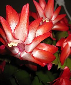 Red Christmas Cactus Set of 2 Live Plants Easy to Grow Indoor/Outdoor