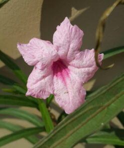 Pink Mexican Petunia Plant – Drought Tolerant Blooms – Garden Flower