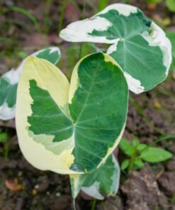 Alocasia Mickey Mouse Xanthosoma – 4 Inch Rare Houseplant – No Pot