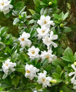 Frostproof Jasmine Plant Starter – Fragrant Cold Hardy Vine