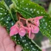 Begonia Polka Dot Angel Wing Plant – 3in Pot – Cut Back for Growth