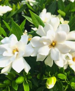 Frostproof Jasmine Plant Starter – Fragrant Cold Hardy Vine