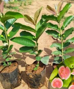 Pink Guava Plant – Sweet Fruit Live Plant – 6-8 inch Tall