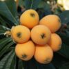 Loquat Tropical Fruit Tree Shambala 8-10in Live Plant in 4in Pot | Edible Tree