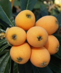 Loquat Tropical Fruit Tree Shambala 8-10in Live Plant in 4in Pot | Edible Tree