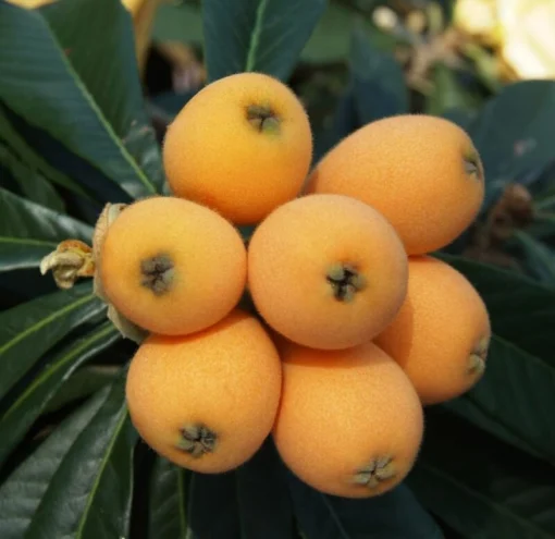 Loquat Tropical Fruit Tree Shambala 8-10in Live Plant in 4in Pot | Edible Tree