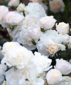 White Rose Bush Starter Plant Fragrant Climbing Rose Unpotted Well-Rooted