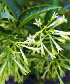 Night Blooming Jasmine Plant – 4-6 Inches Live Plant – No Pot