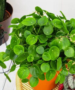 Pilea Peperomioides Money Plant – Live Succulent Plant 5-8 Inch Indoor/Outdoor