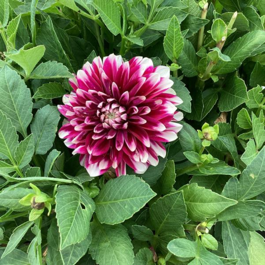 Dahlia Megaboom Raspberry Ice Starter Plant – 4-9″ Tall in 4″ Pot – Bright Blooms – Red Dahlia Live Plant – Ship No Pot