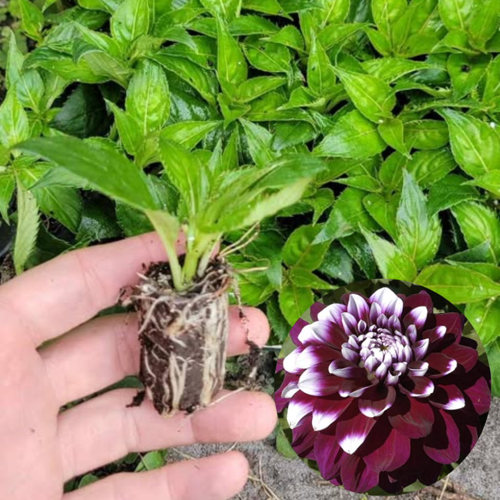 Dahlia Megaboom Raspberry Ice Starter Plant – 4-9″ Tall in 4″ Pot – Bright Blooms – Red Dahlia Live Plant – Ship No Pot