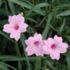Pink Mexican Petunia Plant – Drought Tolerant Blooms – Garden Flower