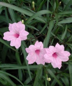 Pink Mexican Petunia Plant – Drought Tolerant Blooms – Garden Flower