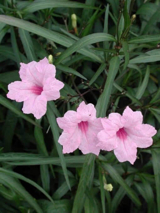 Pink Mexican Petunia Plant – Drought Tolerant Blooms – Garden Flower