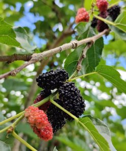 Sweet Mulberry Tree Live Plant – 10-14in Size – 4in Pot – Fast Growing Fruit Tree