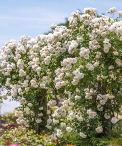 White Rose Bush Starter Plant Fragrant Climbing Rose Unpotted Well-Rooted
