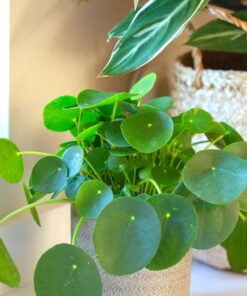 Pilea Peperomioides Money Plant – Live Succulent Plant 5-8 Inch Indoor/Outdoor