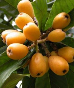 Loquat Tropical Fruit Tree Shambala 8-10in Live Plant in 4in Pot | Edible Tree